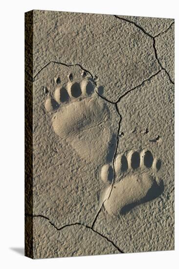 Footprints of coastal grizzly bear. Lake Clark National Park, Alaska.-Brenda Tharp-Premier Image Canvas