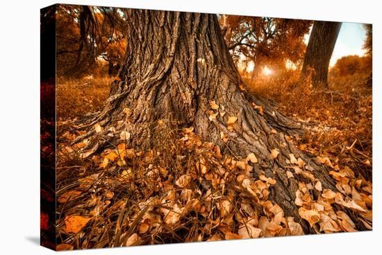 Footprints of Fall-Bob Larson-Stretched Canvas