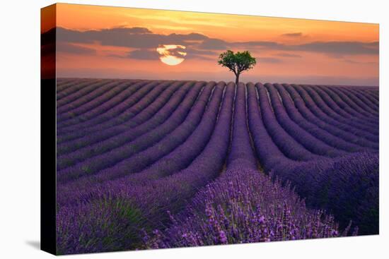 For the Love of Lavender-Lee Sie-Premier Image Canvas