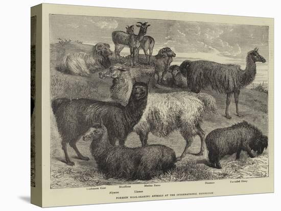 Foreign Wool-Bearing Animals at the International Exhibition-null-Premier Image Canvas