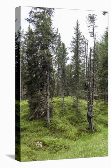 Forest at the Bottom of the Sas Dla Crusc, St. Leonhard Close Abtei, South Tyrol, Italy, Europe-Gerhard Wild-Premier Image Canvas