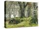 Forest, Beech Trees, Forest Soil, Moss, Autumn-Thonig-Premier Image Canvas