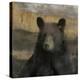 Forest Black Bear-Carol Robinson-Stretched Canvas