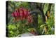 Forest Blooms, Asa Wright Natural Area, Trinidad-Ken Archer-Premier Image Canvas