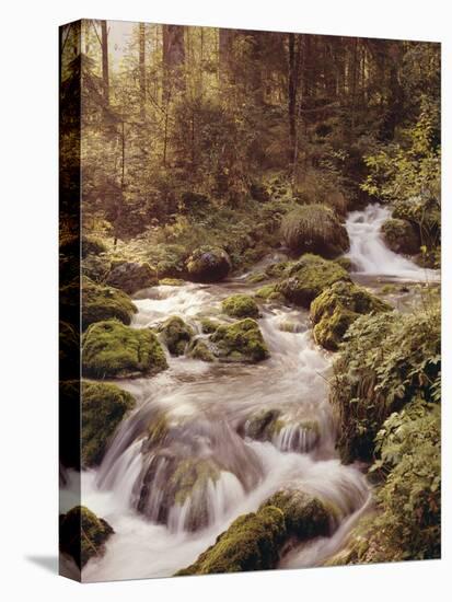 Forest, Brook, Headwaters-Thonig-Premier Image Canvas