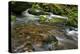 Forest brook, Schiessendumpel, Mullerthal, Luxembourg, Europe-Hans-Peter Merten-Premier Image Canvas