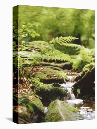 Forest, Brook, Vegetation, Moss, Fern-Thonig-Premier Image Canvas