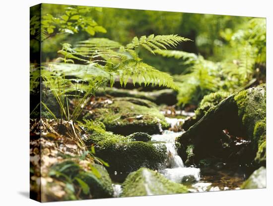 Forest, Brook, Vegetation, Moss, Ferns-Thonig-Premier Image Canvas