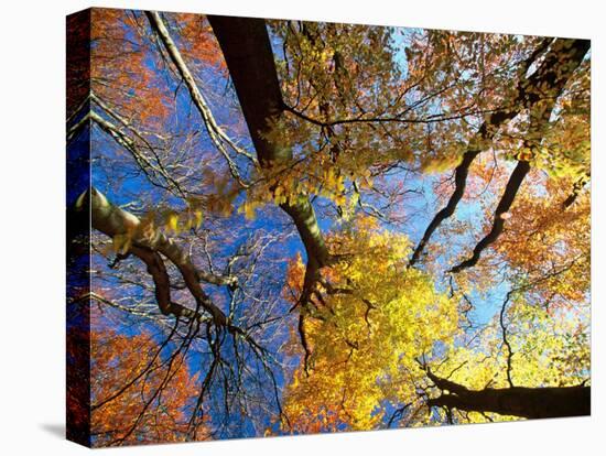 Forest Canopy in Autumn, Jasmund National Park, Island of Ruegen, Germany-Christian Ziegler-Premier Image Canvas