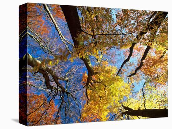 Forest Canopy in Autumn, Jasmund National Park, Island of Ruegen, Germany-Christian Ziegler-Premier Image Canvas