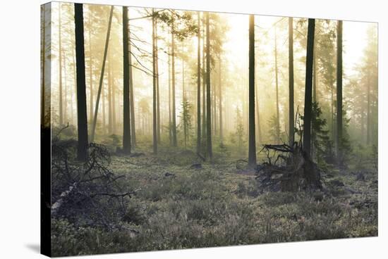 Forest Clearing-Andreas Stridsberg-Stretched Canvas