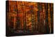 Forest Density-Philippe Sainte-Laudy-Premier Image Canvas