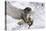 Forest, Eagle-Owl, Bubo Bubo, Flight, Snow, Landing, Winters, Series, Wilderness, Wildlife-Ronald Wittek-Premier Image Canvas