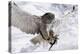 Forest, Eagle-Owl, Bubo Bubo, Flight, Snow, Landing, Winters, Series, Wilderness, Wildlife-Ronald Wittek-Premier Image Canvas