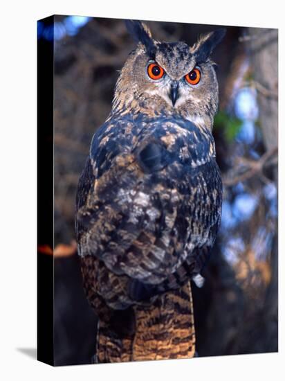 Forest Eagle Owl, Native to Eurasia-David Northcott-Premier Image Canvas