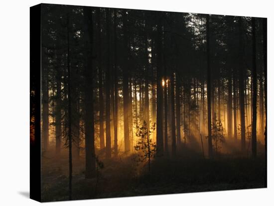 Forest - Early Light-Andreas Stridsberg-Premier Image Canvas