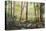 Forest Edge-Robert Moore-Stretched Canvas