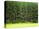 Forest Edge-Jim Craigmyle-Premier Image Canvas