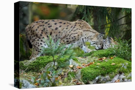 Forest, Eurasian Lynx, Lynx Lynx, Mother and Cub, Eye Contact-Ronald Wittek-Premier Image Canvas