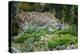 Forest, Eurasian Lynx, Lynx Lynx, Mother and Cub, Eye Contact-Ronald Wittek-Premier Image Canvas
