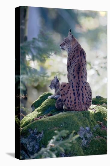 Forest, Eurasian Lynx, Lynx Lynx, Mother Animal, Watchfulness, Young Animal, Sitting, Back View-Ronald Wittek-Premier Image Canvas