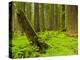 Forest Floor, Humboldt Redwood National Park, California, USA-Cathy & Gordon Illg-Premier Image Canvas