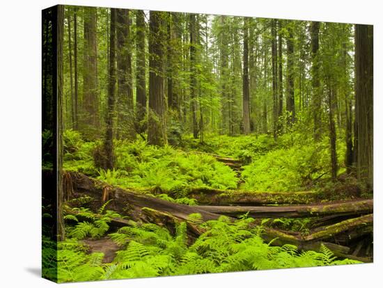 Forest Floor, Humboldt Redwood National Park, California, USA-Cathy & Gordon Illg-Premier Image Canvas