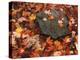 Forest Floor in Fall, World's End State Park, Pennsylvania, USA-Jaynes Gallery-Premier Image Canvas