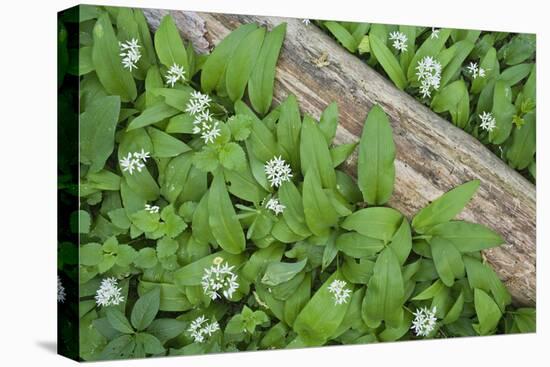 Forest Floor, Trunk, Wild Garlic-Rainer Mirau-Premier Image Canvas