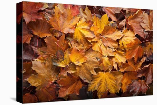 Forest Floor-Steve Gadomski-Premier Image Canvas