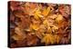 Forest Floor-Steve Gadomski-Premier Image Canvas