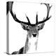 Forest Focus - Deer-Myriam Tebbakha-Stretched Canvas