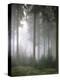 Forest, Fog, Incidence of Light-Thonig-Premier Image Canvas