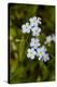 Forest forget-me-not, Myosotis sylvatica, Murnau, Bavaria, Germany-Christian Zappel-Stretched Canvas