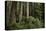 Forest Full of Redwood Trees-DLILLC-Premier Image Canvas