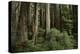 Forest Full of Redwood Trees-DLILLC-Premier Image Canvas