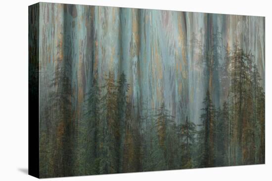 Forest I-Kathy Mahan-Stretched Canvas