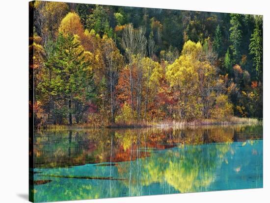 Forest in autumn colours, Sichuan, China-Frank Krahmer-Stretched Canvas