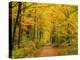 Forest in Autumn, Schoenbuch, Baden-Wurttemberg, Germany, Europe-Jochen Schlenker-Premier Image Canvas