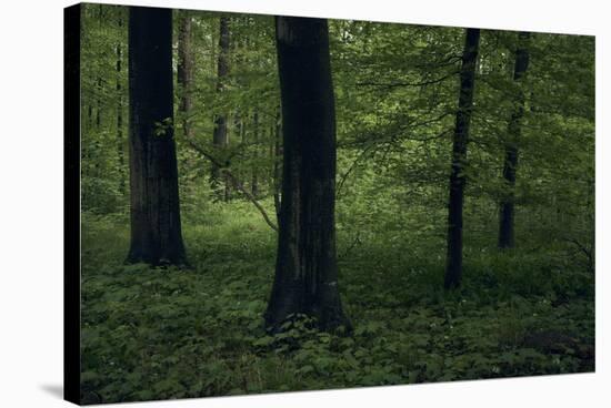 Forest in spring, dark, old trees-Axel Killian-Stretched Canvas