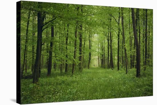 Forest in spring with wild garlic and invisible path leading to a clearing-Axel Killian-Stretched Canvas