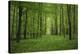 Forest in spring with wild garlic and invisible path leading to a clearing-Axel Killian-Premier Image Canvas