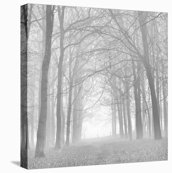 Forest in White-Doug Chinnery-Premier Image Canvas