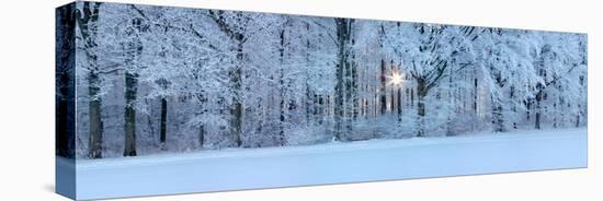 Forest in Winter at Sunrise, Swabian Alb, Baden-Wurttemberg, Germany-null-Premier Image Canvas