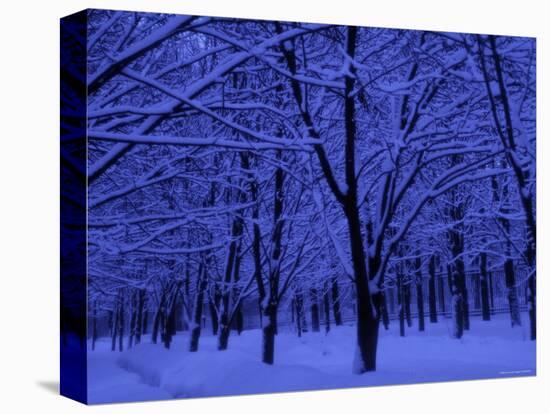 Forest in Winter, Russia-Demetrio Carrasco-Premier Image Canvas