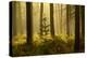 Forest Interior at Dawn, the National Forest, Midlands, UK, Spring 2011-Ben Hall-Premier Image Canvas