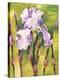 Forest Iris-Mary Russel-Premier Image Canvas