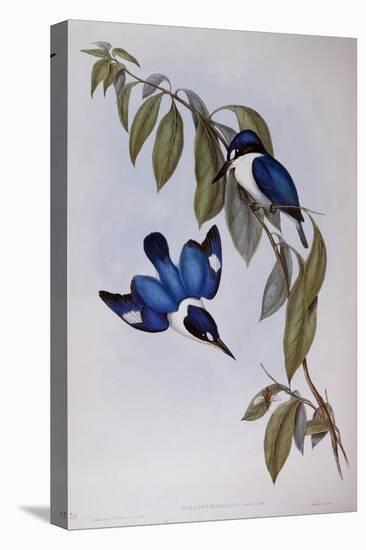 Forest Kingfisher (Halcyon Macleay)-John Gould-Premier Image Canvas