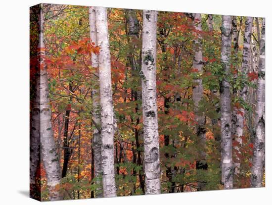 Forest Landscape and Fall Colors, North Shore, Minnesota, USA-Gavriel Jecan-Premier Image Canvas