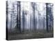 Forest Mists-Andreas Stridsberg-Stretched Canvas